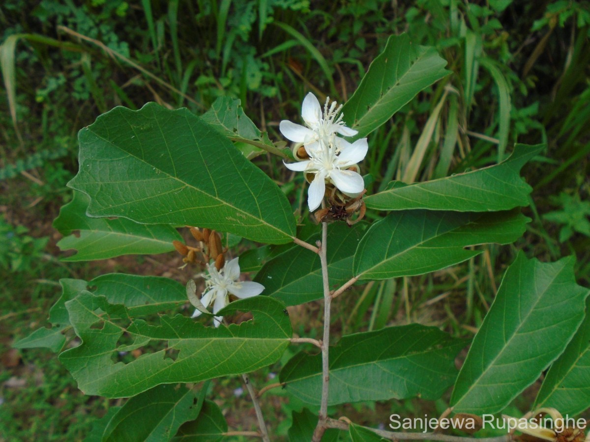 Pterospermum suberifolium (L.) Raeusch.